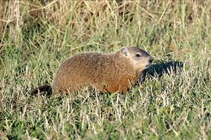 ... avec une marmotte