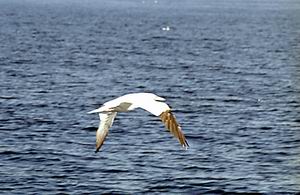 Heu... Oiseau